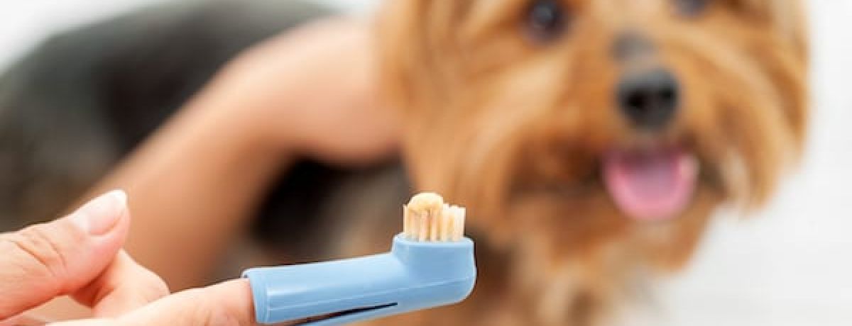 Cat & Dog Teeth Cleaning Guide | Sky Canyon Veterinary Hospital | Grand Junction Colorado