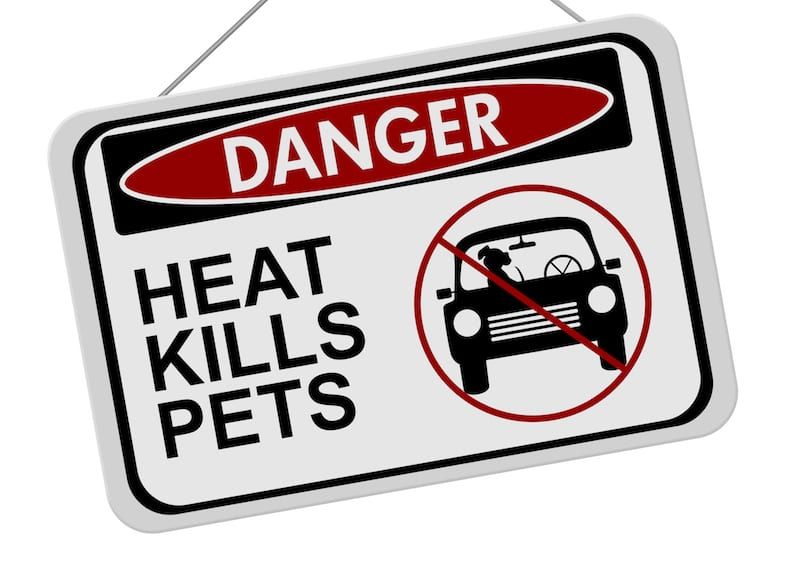 Guide to Heat Stroke in Dogs | Sky Canyon Veterinary Hospital | Grand Junction Colorado