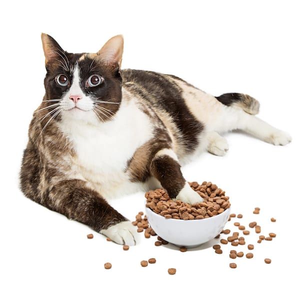 Pet Obesity Tips | Sky Canyon Veterinary Hospital | Grand Junction Colorado