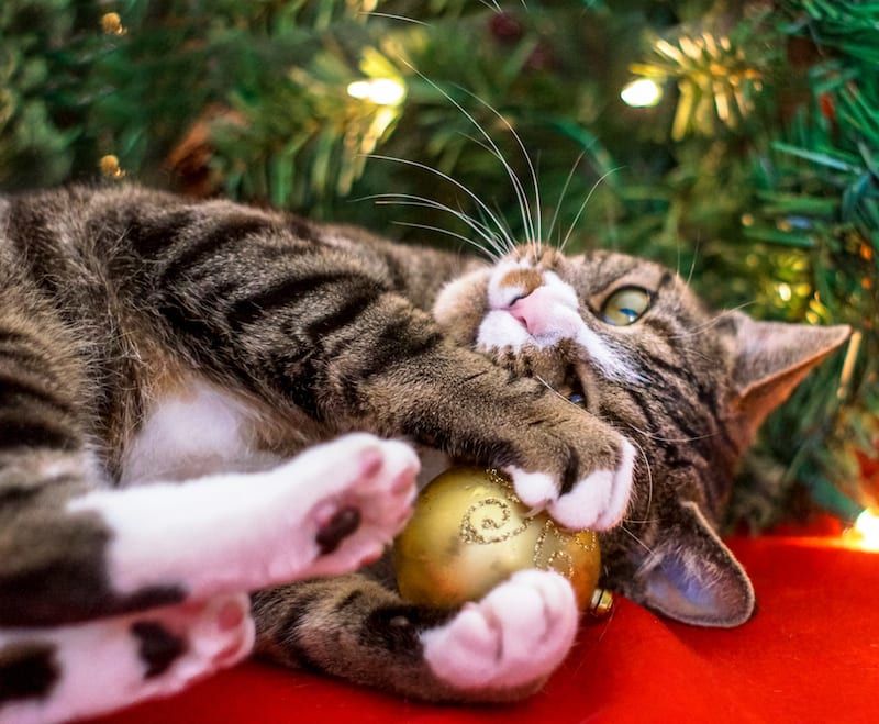 Holiday Hazards for Pets | Sky Canyon Veterinary Hospital | Grand Junction Colorado