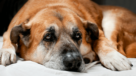 Guide to Torn ACL in Dogs | Sky Canyon Veterinary Hospital