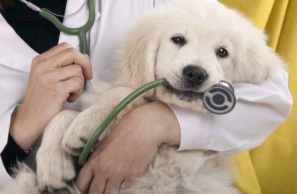 Puppy Care Tips | Sky Canyon Veterinary Hospital | Grand Junction Colorado