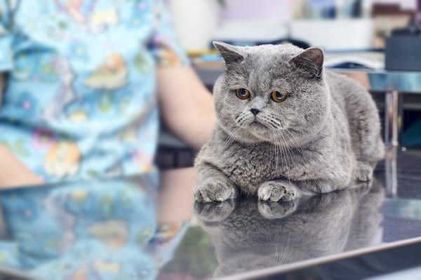 Low Stress Vet Visits for Cats | Sky Canyon Veterinary Hospital | Grand Junction Colorado