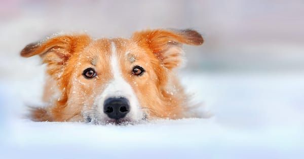 Hypothermia in Dogs & Cats | Sky Canyon Veterinary Hospital | Grand Junction Colorado