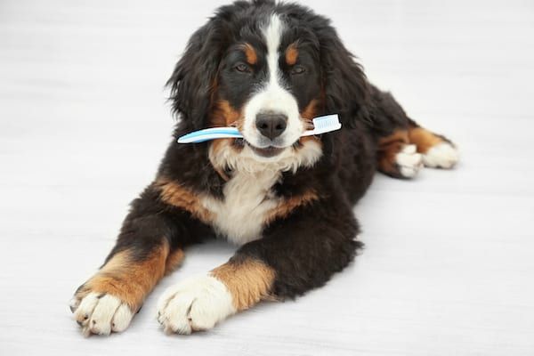 Cat & Dog Teeth Cleaning Guide | Sky Canyon Veterinary Hospital | Grand Junction Colorado