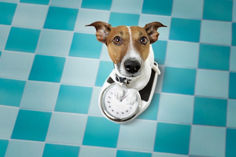 Pet Diabetes Primer | Sky Canyon Veterinary Hospital of Grand Junction CO