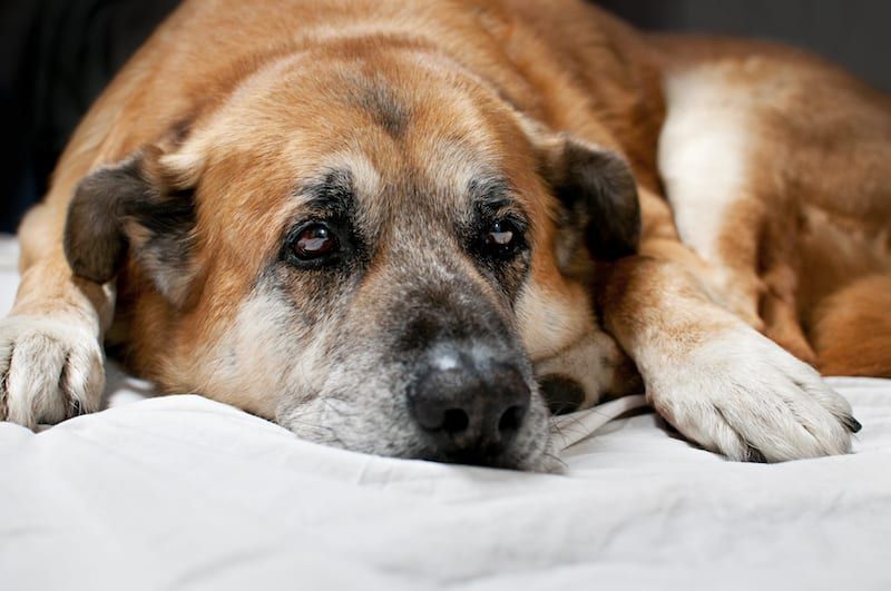 Pet Hospice Care | Sky Canyon Veterinary Hospital | Grand Junction, Colorado