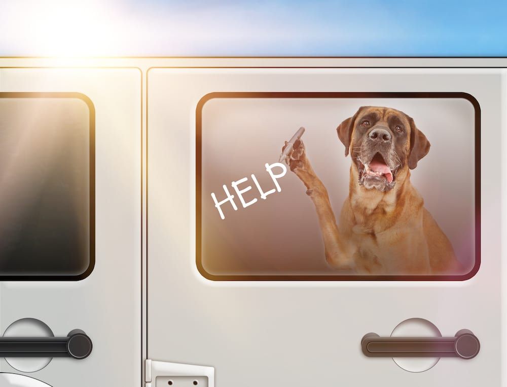 Colorado Dog in Hot Car Law Info | Sky Canyon Veterinary Hospital | Grand Junction Colorado