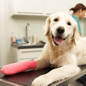 Pet Care Tips Info Center | Sky Canyon Veterinary Hospital | Grand Junction, Colorado