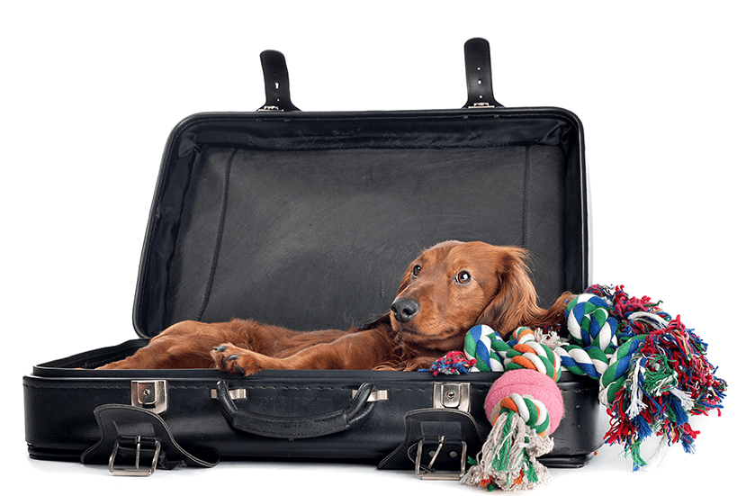 Health Certificates for Dogs & Cats | Sky Canyon Veterinary Hospital | Grand Junction Colorado