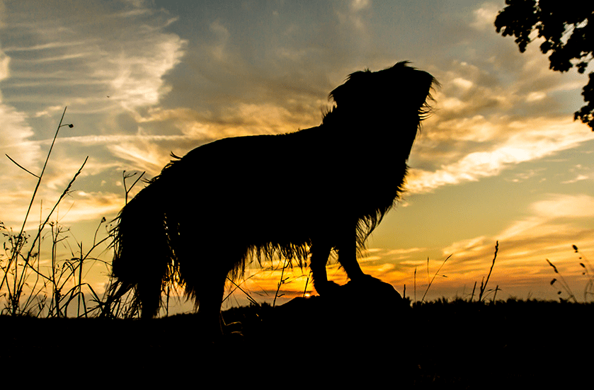 Hospice & Humane Euthanasia Services for Dogs & Cats | Sky Canyon Veterinary Hospital | Grand Junction Colorado