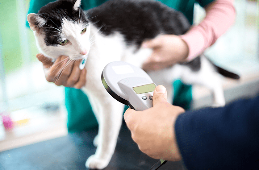 Microchipping Indentification for Dogs & Cats | Sky Canyon Veterinary Hospital | Grand Junction Colorado