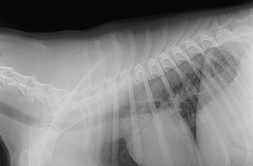 X-rays for Dogs & Cats | Sky Canyon Veterinary Hospital | Grand Junction Colorado