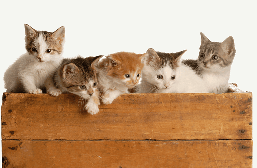 Affordable Spay & Neuter Services for Dogs & Cats | Sky Canyon Veterinary Hospital | Grand Junction Colorado