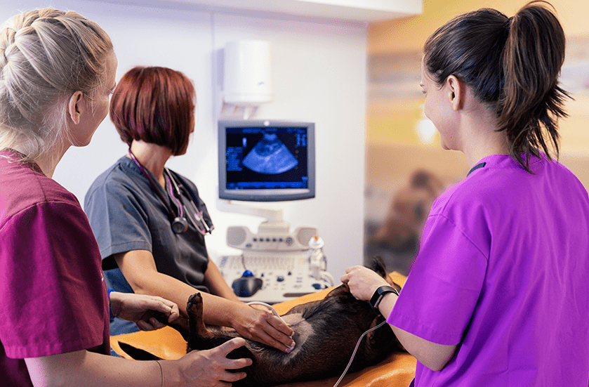 Ultrasound Testing for Dogs & Cats | Sky Canyon Veterinary Hospital | Grand Junction Colorado