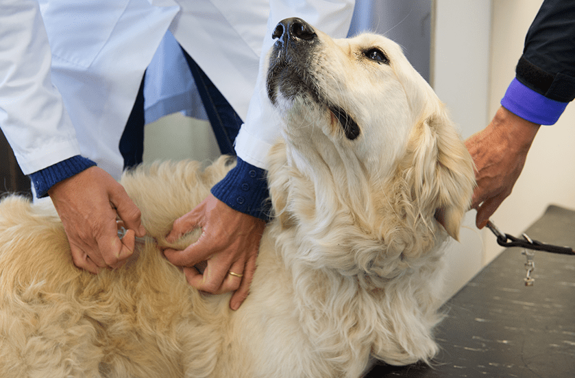 Vaccinations for Dogs & Cats | Sky Canyon Veterinary Hospital | Grand Junction Colorado