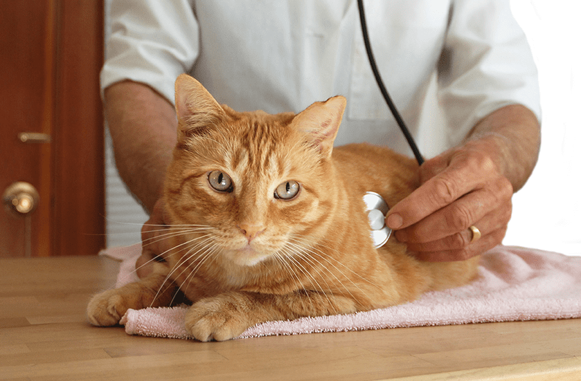 Wellness & Preventative Veterinary Care for Dogs & Cats | Sky Canyon Veterinary Hospital | Grand Junction Colorado