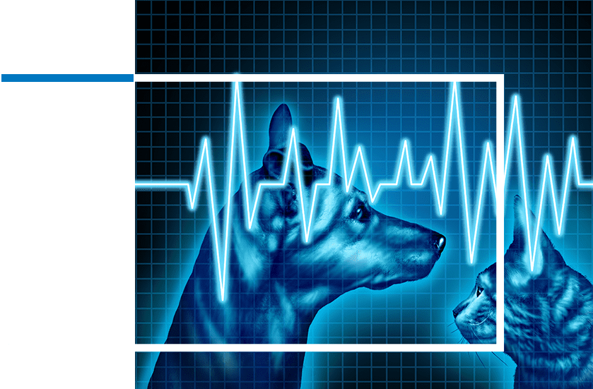 Emergency Vet Services | Sky Canyon Veterinary Hospital | Grand Junction Colorado