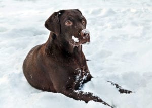 Hypothermia In Dogs & Cats | Sky Canyon Veterinary Hospital | Grand Junction Colorado
