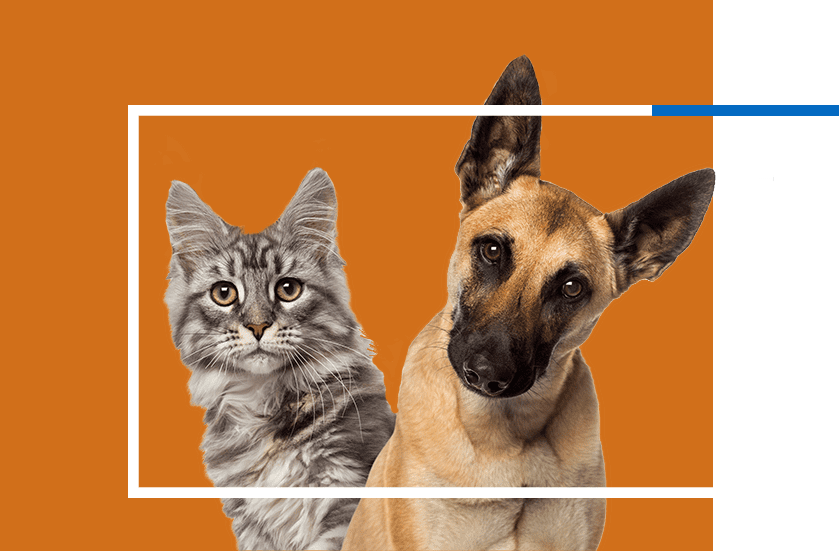 Sky Canyon Veterinary Hospital | Vets Near Me Grand Junction