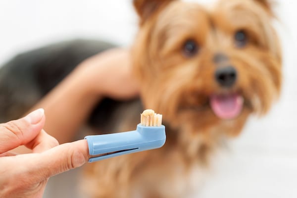 Cat & Dog Teeth Cleaning Guide | Sky Canyon Veterinary Hospital | Grand Junction Colorado