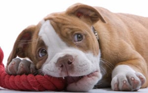 Puppy Care Tips | Sky Canyon Veterinary Hospital | Grand Junction Colorado