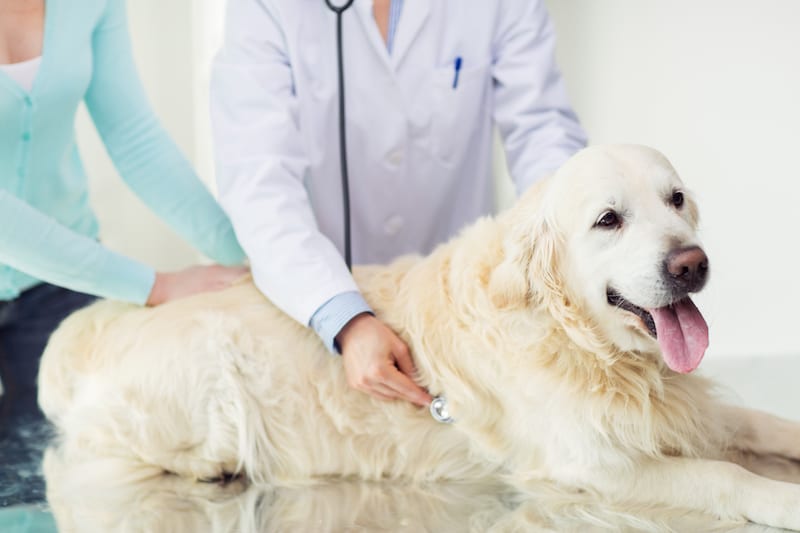 Pet Wellness Exam Benefits | Sky Canyon Veterinary Hospital Grand ...