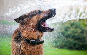 How To Prevent Heat Stroke in Dogs | Sky Canyon Veterinary Hospital | Grand Junction Colorado