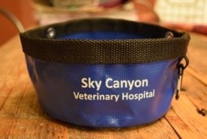 How To Prevent Heat Stroke in Dogs | Sky Canyon Veterinary Hospital | Grand Junction Colorado