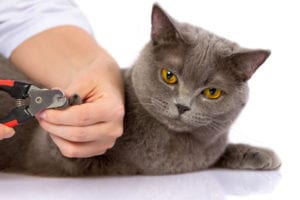 Low Stress Vet Visits for Cats | Sky Canyon Veterinary Hospital | Grand Junction Colorado