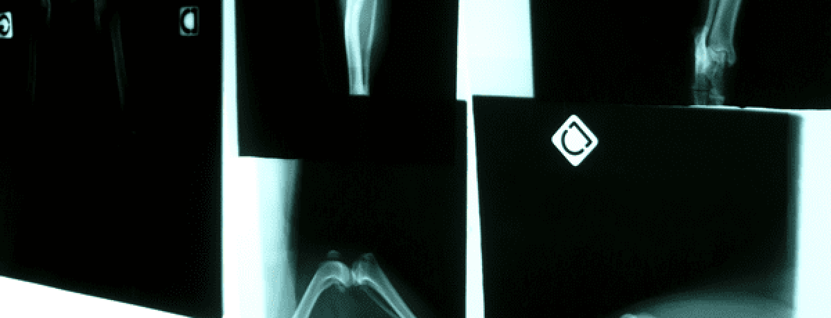 Dog ACL Surgery | Sky Canyon Veterinary Hospital | Grand Junction, Colorado